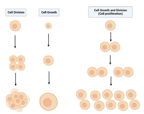 Cell proliferation - Definition, Types, differentiation, assay ...