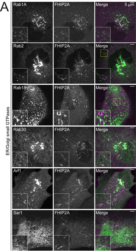 Figure Supplement A Single Plane Confocal Micrographs Of Fhip A