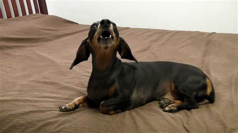 Jagger The Dachshund Singing A Little Song For You Youtube