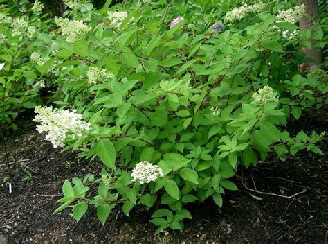 Hydrangea Paniculata Grandiflora P Pini Re Cramer Inc