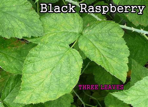 Does Poison Ivy Have Thorns Naxrefootball