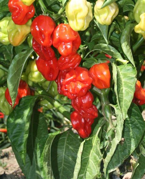 Habanero Red Caribbean Pp00966hot Pepper Sativa