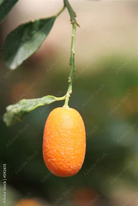 kumquat tree with fruit and leaves Stock Photo | Adobe Stock