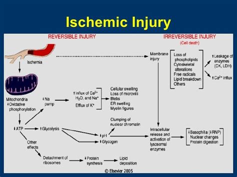 General Pathology Lecture 1 Introduction And Cell Injury 04b