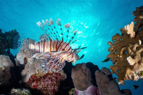 Premium Photo Portrait Of A Lion Fish Swimming In The Sea