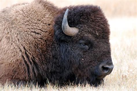 Photo Bison Coucher Dans Les Hautes Herbes Acheter Photo Bison