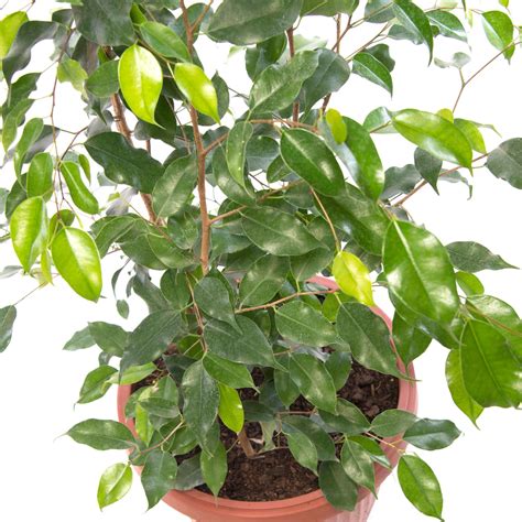 Ficus Benjamina ExÓtica Trio Zoe Nursery