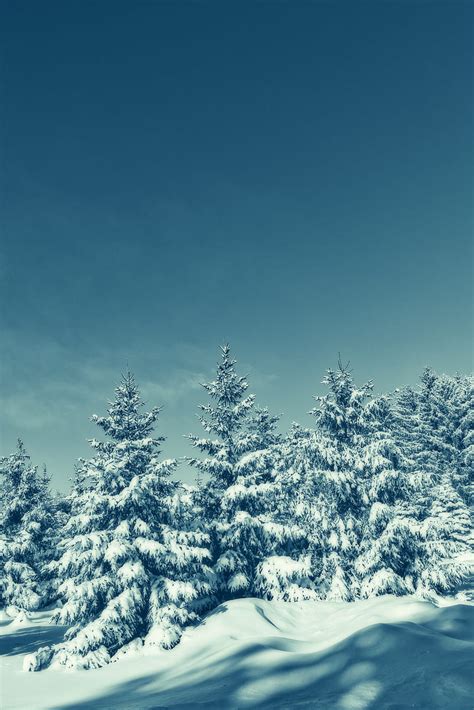 árboles nieve invierno nevado cielo Fondo de pantalla móvil HD