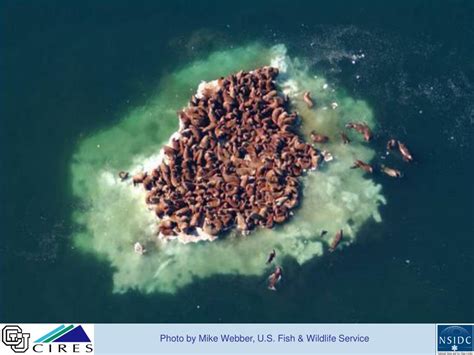 PPT - The Rapidly Changing Arctic Sea Ice: New surprises in 2012 ... 