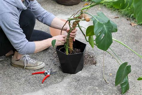 Cu Ndo Y C Mo Replantar Plantas De Queso Suizo Monstera Mi Diario