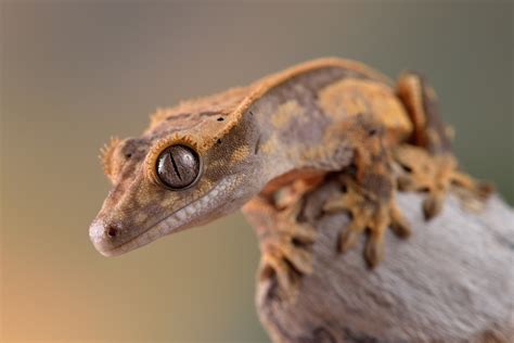 crested gecko 1 by Bulinko on DeviantArt