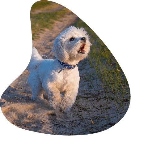 How to Stop a Dog From Barking | Dog Barking Training in Arizona