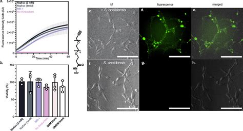 Cuaac Performed In The Presence Of T Murine Embryotic Fibroblast