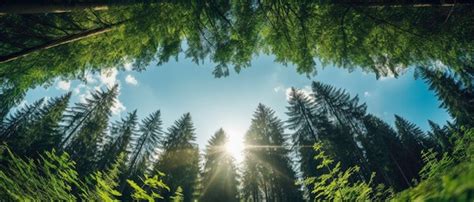 Premium Photo Green Forest Of Spruce Trees Looking Up Sun Rays