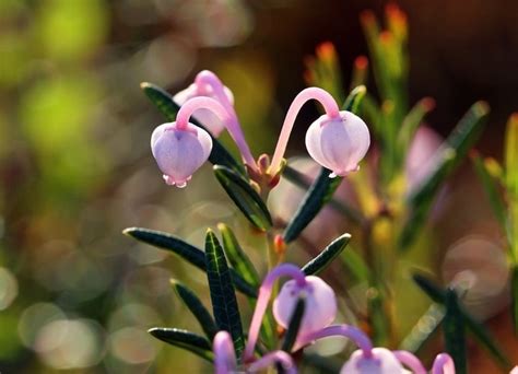 How to Propagate Bog Rosemary (Andromeda polifolia)