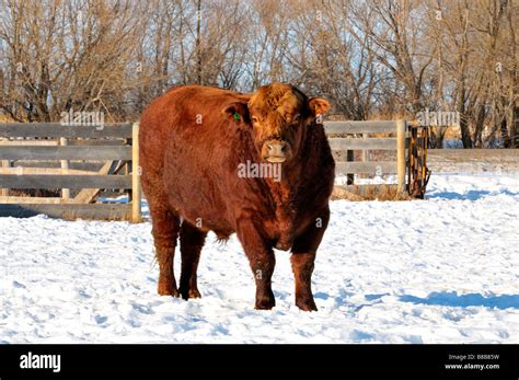 Cattle Feedlot Canada Hi Res Stock Photography And Images Alamy