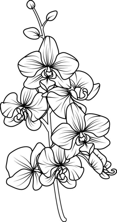 Orchid black and white vector drawing 29136454 Vector Art at Vecteezy