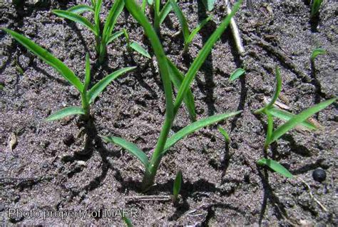 Province Of Manitoba Agriculture Barnyard Grass