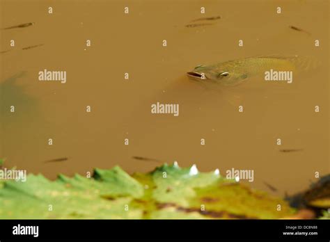 Pesce Tilapia Immagini E Fotografie Stock Ad Alta Risoluzione Alamy