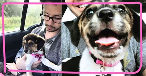 Adorable Puppy Goes On A Surprise Play Date - When He Sees Who It Is ...