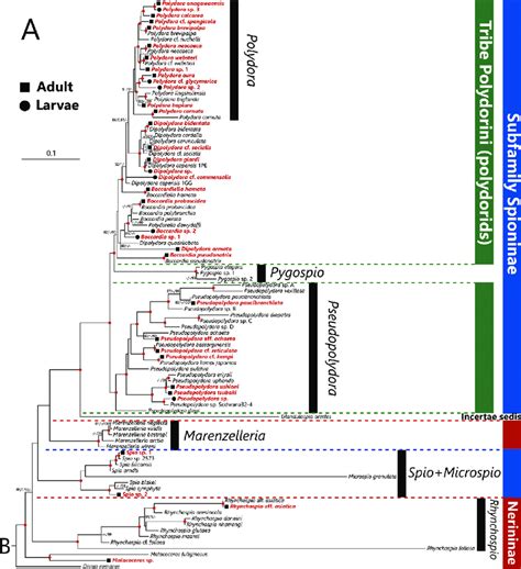 Maximum Likelihood Tree Inferred From Nuclear S And Mitochondrial S