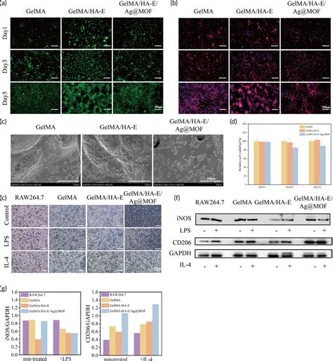 A Representative Live Dead Staining Images Of 3T3 Cells Cultured On