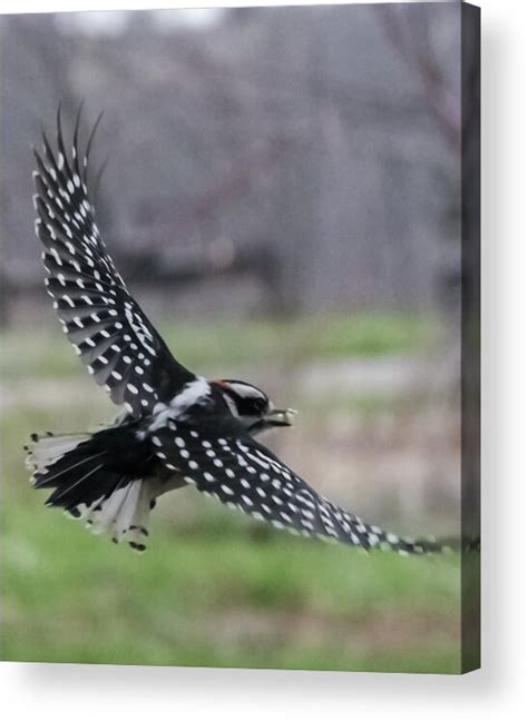 Downy Woodpecker Flying