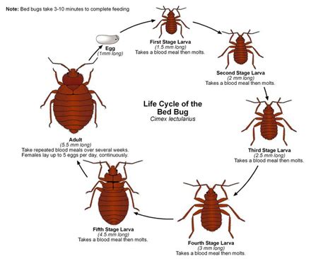 How To Get Rid Of Bat Bugs Scheppe Olin