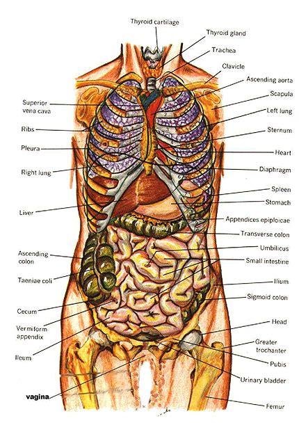 Human Anatomy Internal Organs Chart Anatomy