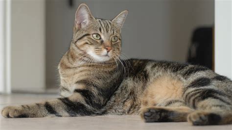 Gato De Pelo Curto Americano Na Verdade Tem Origem Europeia Entenda