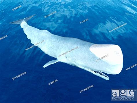 Albino sperm whale | Animal Simulator Wiki | Fandom