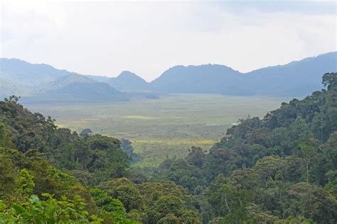 Peter Wohlleben Forscher Entdecken Neue Baumart In Ruanda Und Nennen