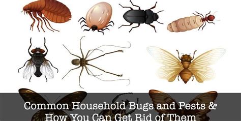 Unwanted Roommates: The 7 Most Common Household Bugs in Australia ...