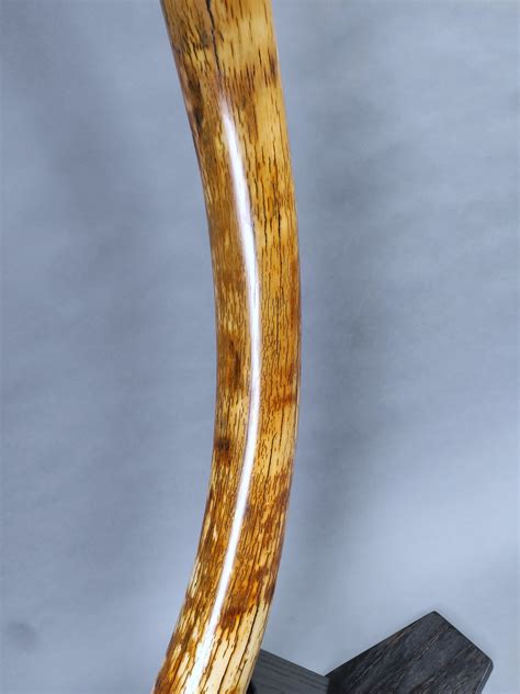 Mammoth Tusks for Sale – Fossil Realm