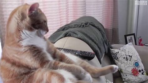 Hilarious These Cats Act Like Humans Youtube