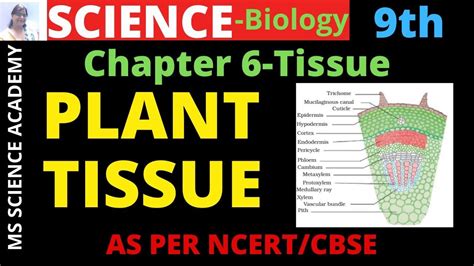 Plant Tissue Class 9 Biology Science Ncert Cbse Chapter 6 Tissue Part 1 Youtube