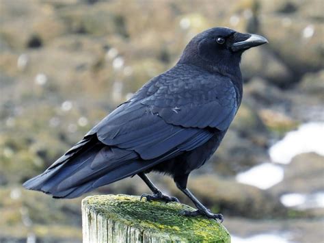 Corvus Brachyrhynchos - American Crow
