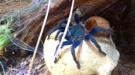 Chromatopelma Cyaneopubescens On The Skull Green Bottle Blue Tarantula