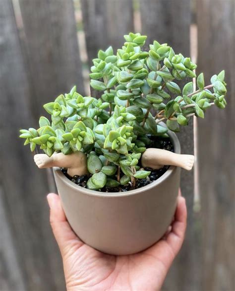 Crassula Conjuncta Succulent