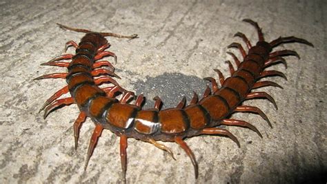 La Scolopendra Gigantea Il Centopiedi Peruviano Dalle Zampe Gialle