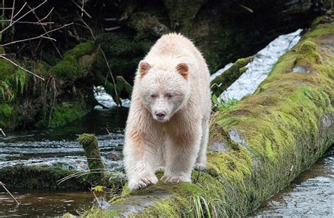 🔥 The Kermodespirit Bear Is A Rare Subspecies Of Black Bear That Has