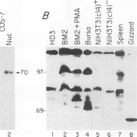 Western Immunoblot Analyses Of Recombinant CTCF Expressed In COS 7