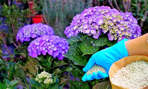 Engrais Parfaits Pour Fertiliser Efficacement Vos Hortensias En