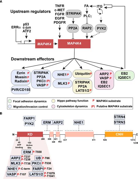 Frontiers The Molecular Basis Of The Dichotomous Functionality Of