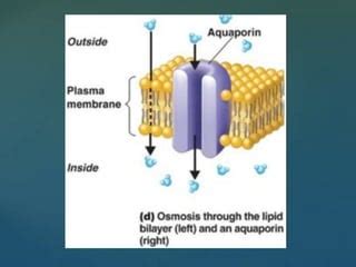 Aquaporins Ppt