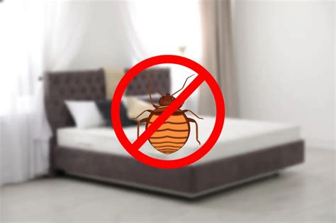 Best Mattress Covers For Bed Bugs On Amazon Pest Information And