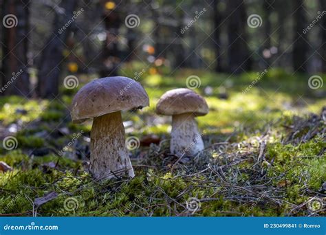 Two Brown Cap Mushroom Grow In Moss Stock Image Image Of Fungi