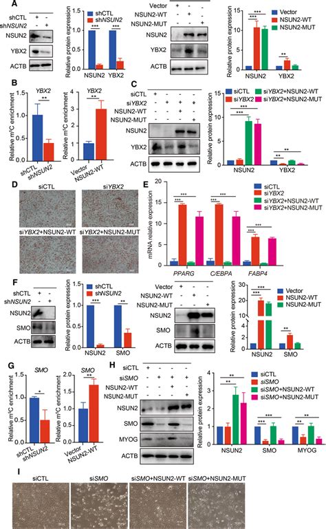 YBX2 And SMO Inhibit Adipogenesis And Promote Myogenesis In