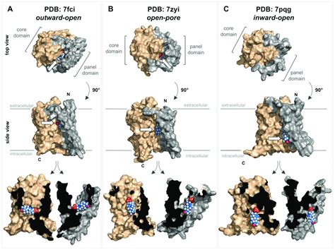 Structure Of The Soat Protein And Substrate Docking Top And Side Views