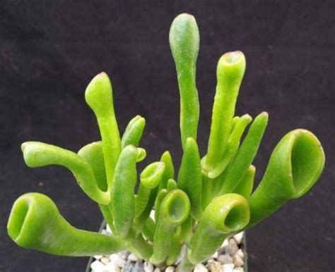 Et Fingers Shrek Ears Crassula Ovata Gollum Jade Jade Plants